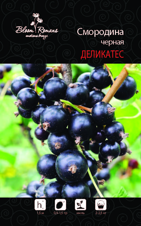 Смородина черная Деликатес